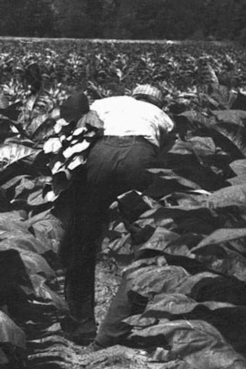 The Back-breaking Leaf backdrop