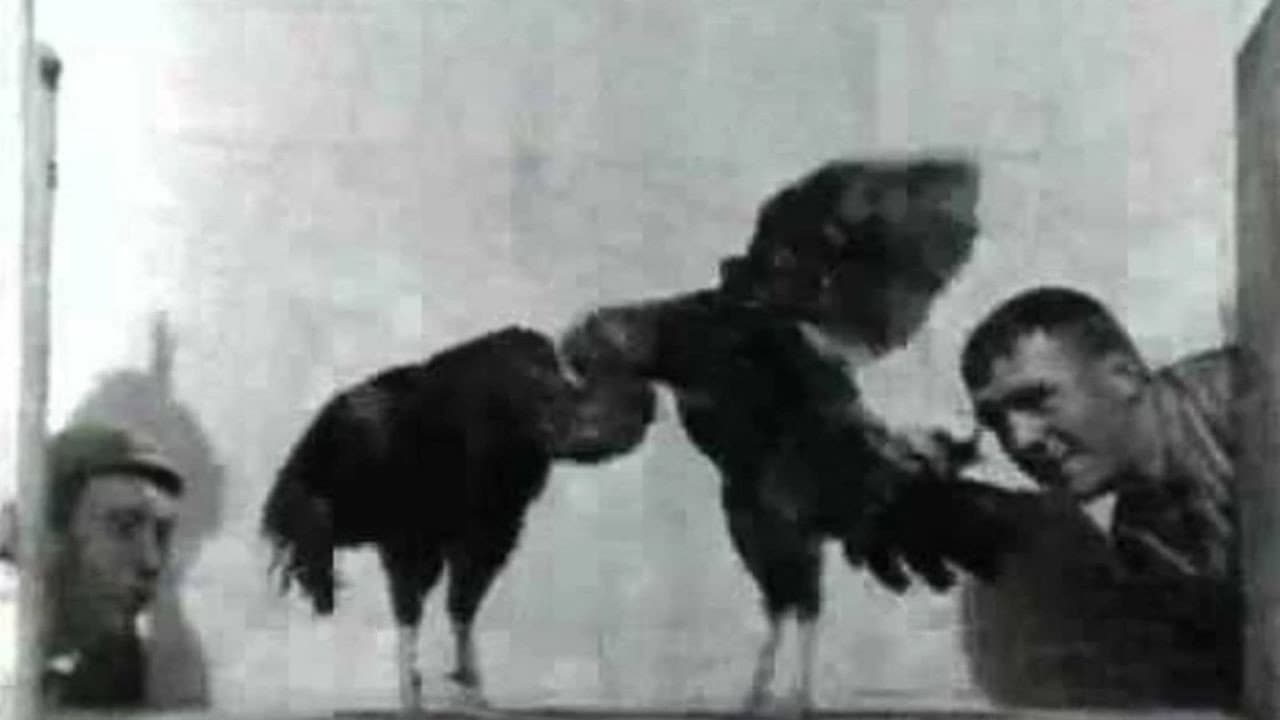 Cock Fight, No. 2 backdrop