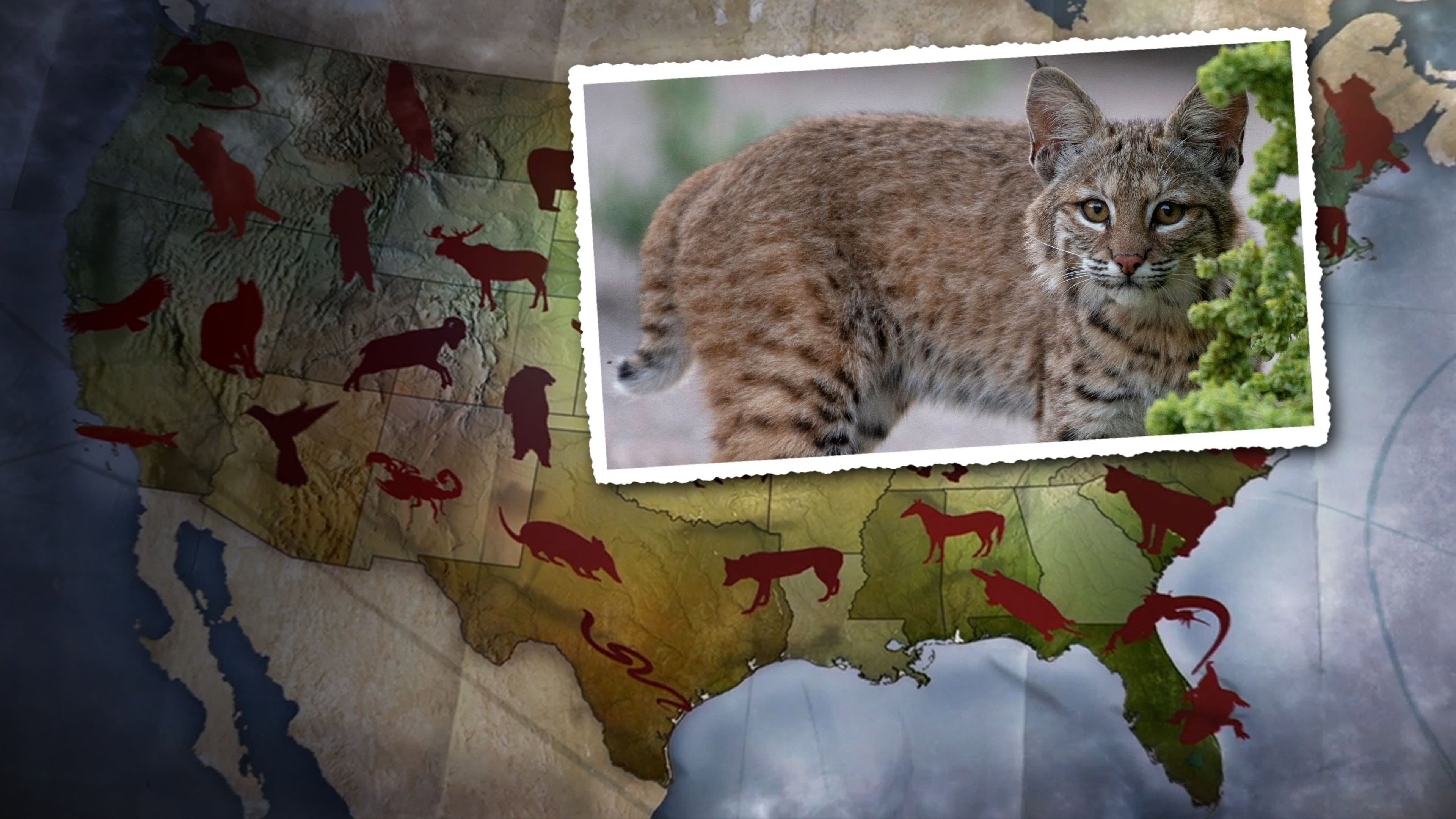 United States of Animals backdrop