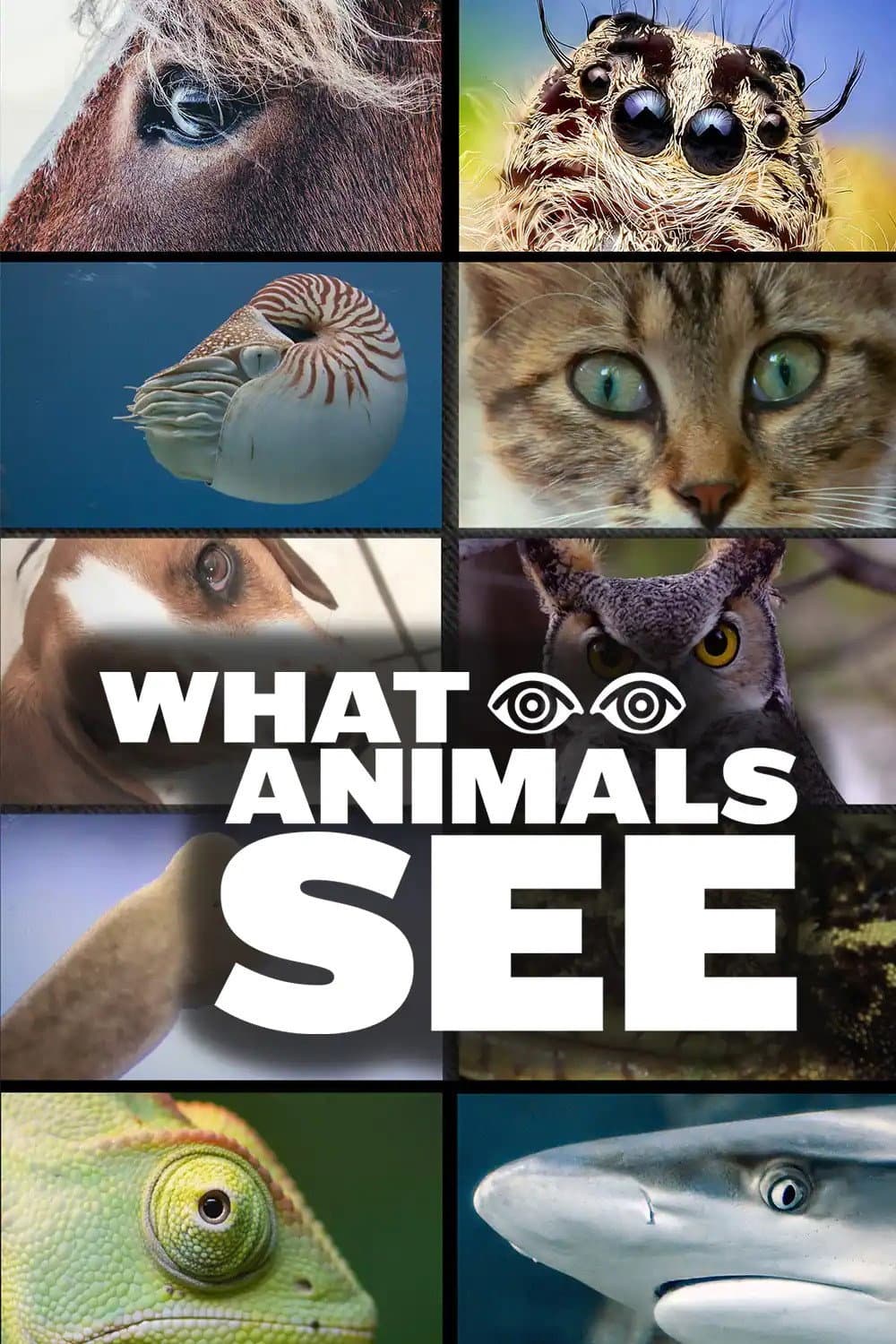 What Animals See backdrop