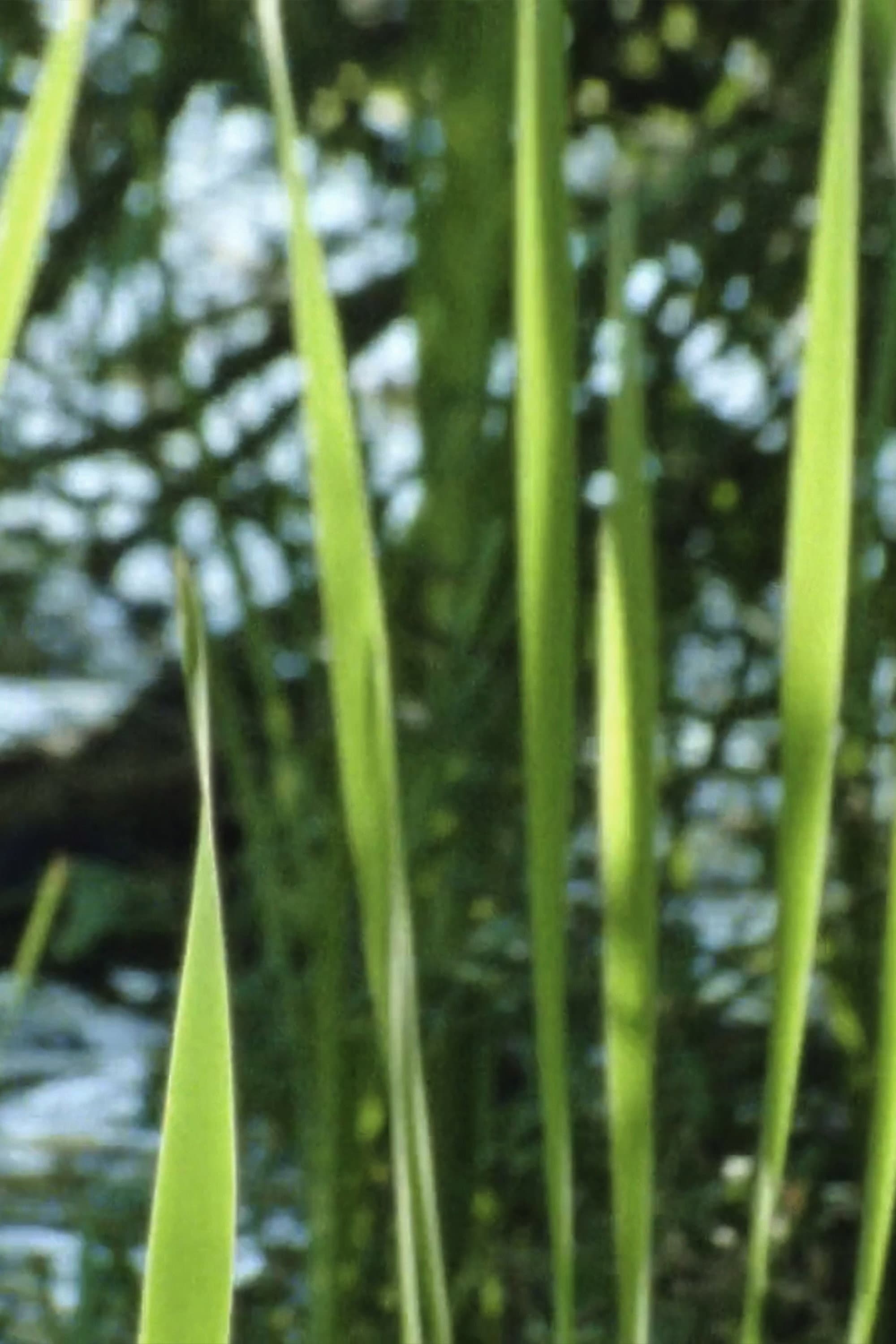 Wasserpflanzen backdrop