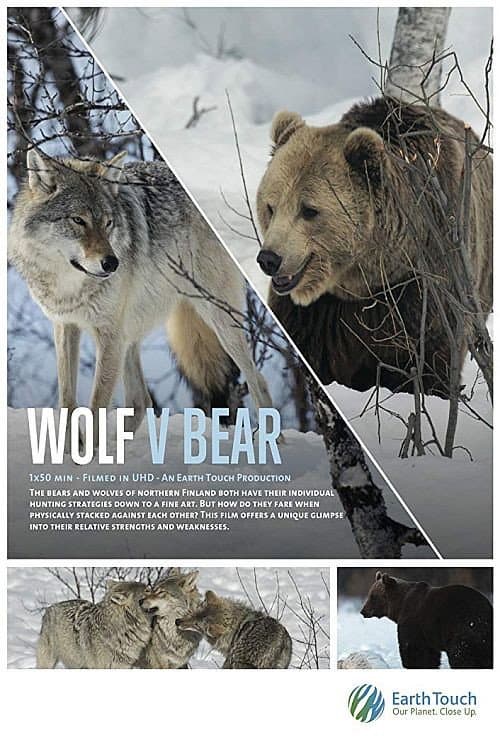 Wolf vs Bear backdrop