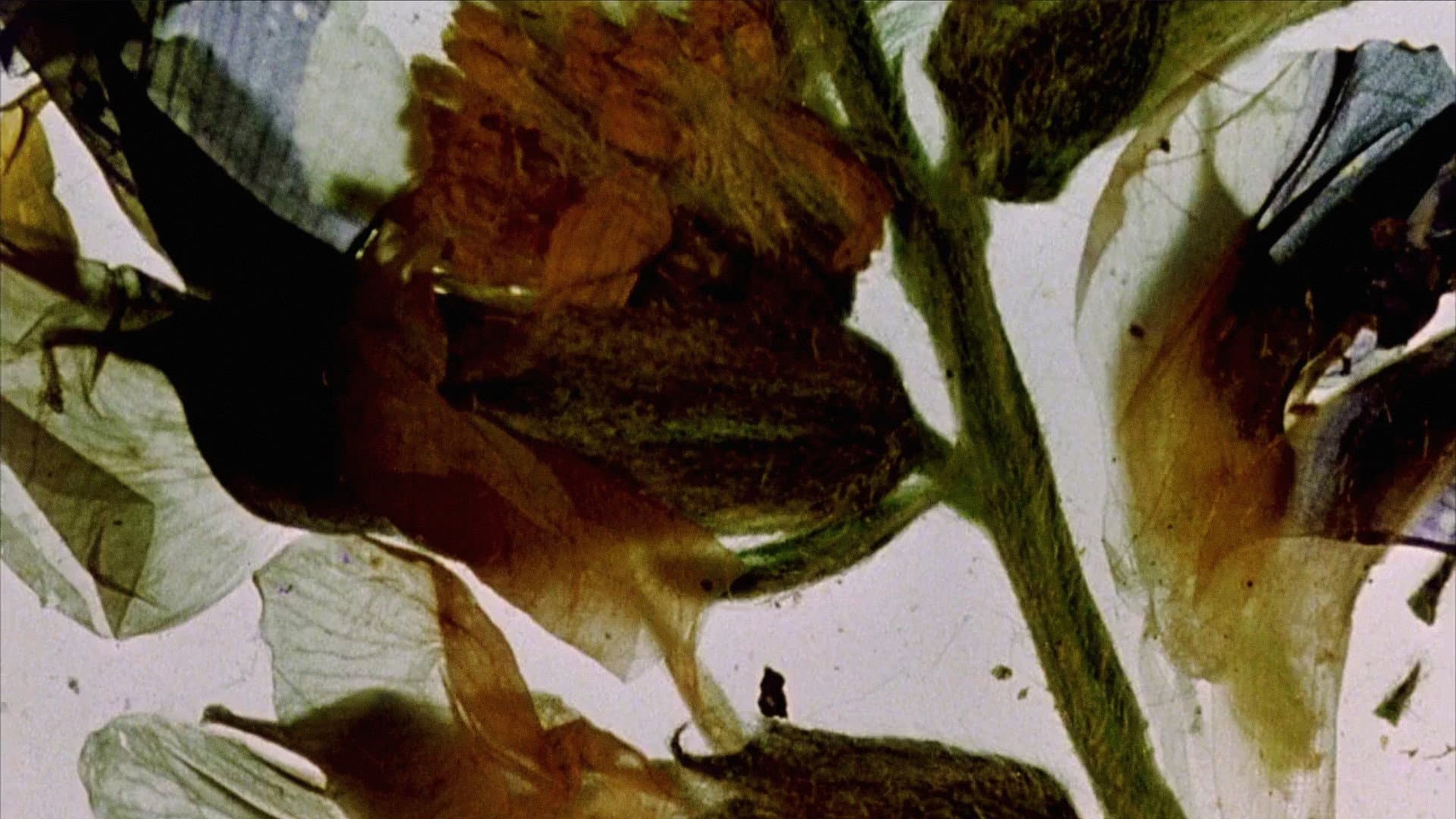 The Garden of Earthly Delights backdrop