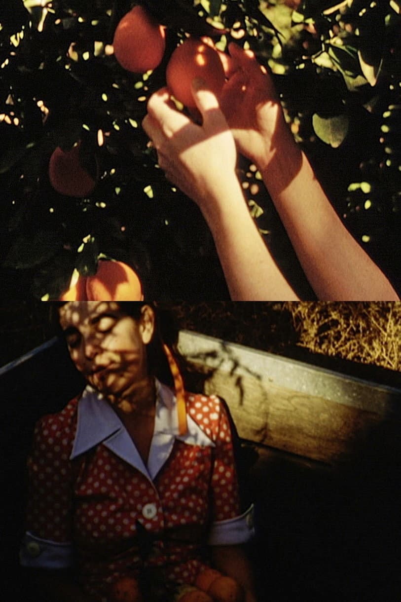 Picking Oranges backdrop