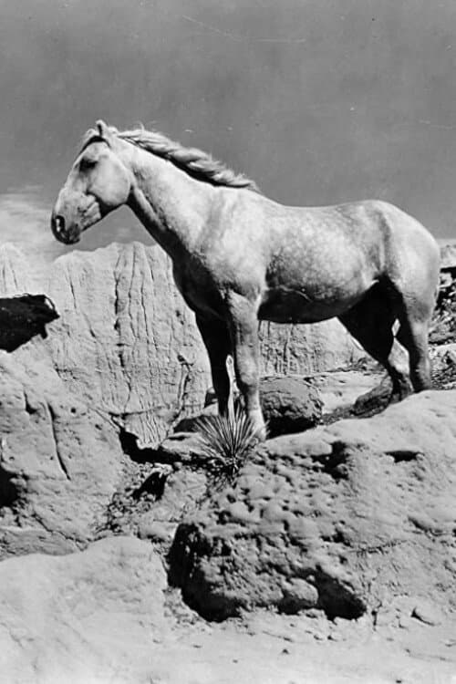 Fight of the Wild Stallions backdrop