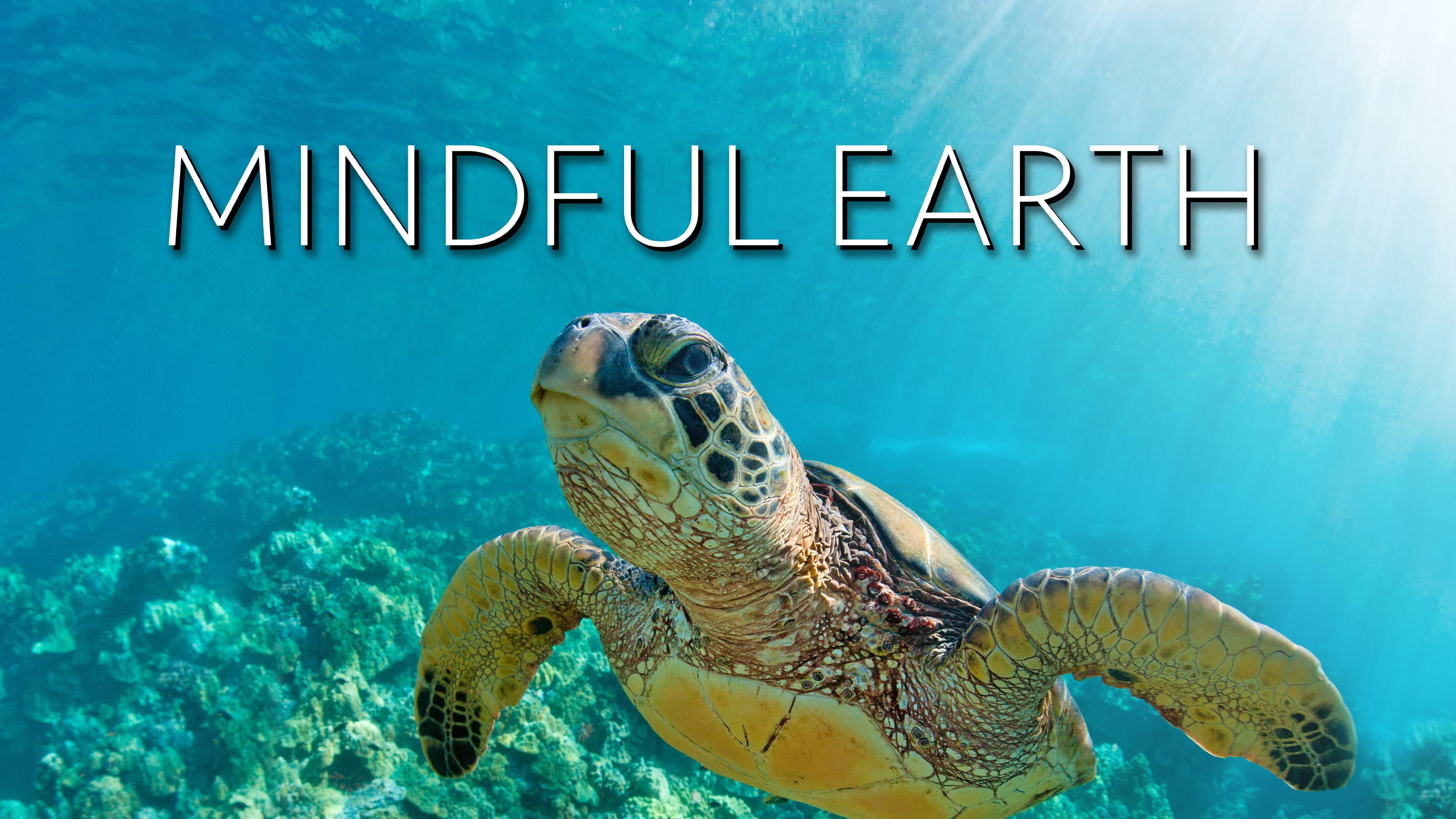 Mindful Earth backdrop