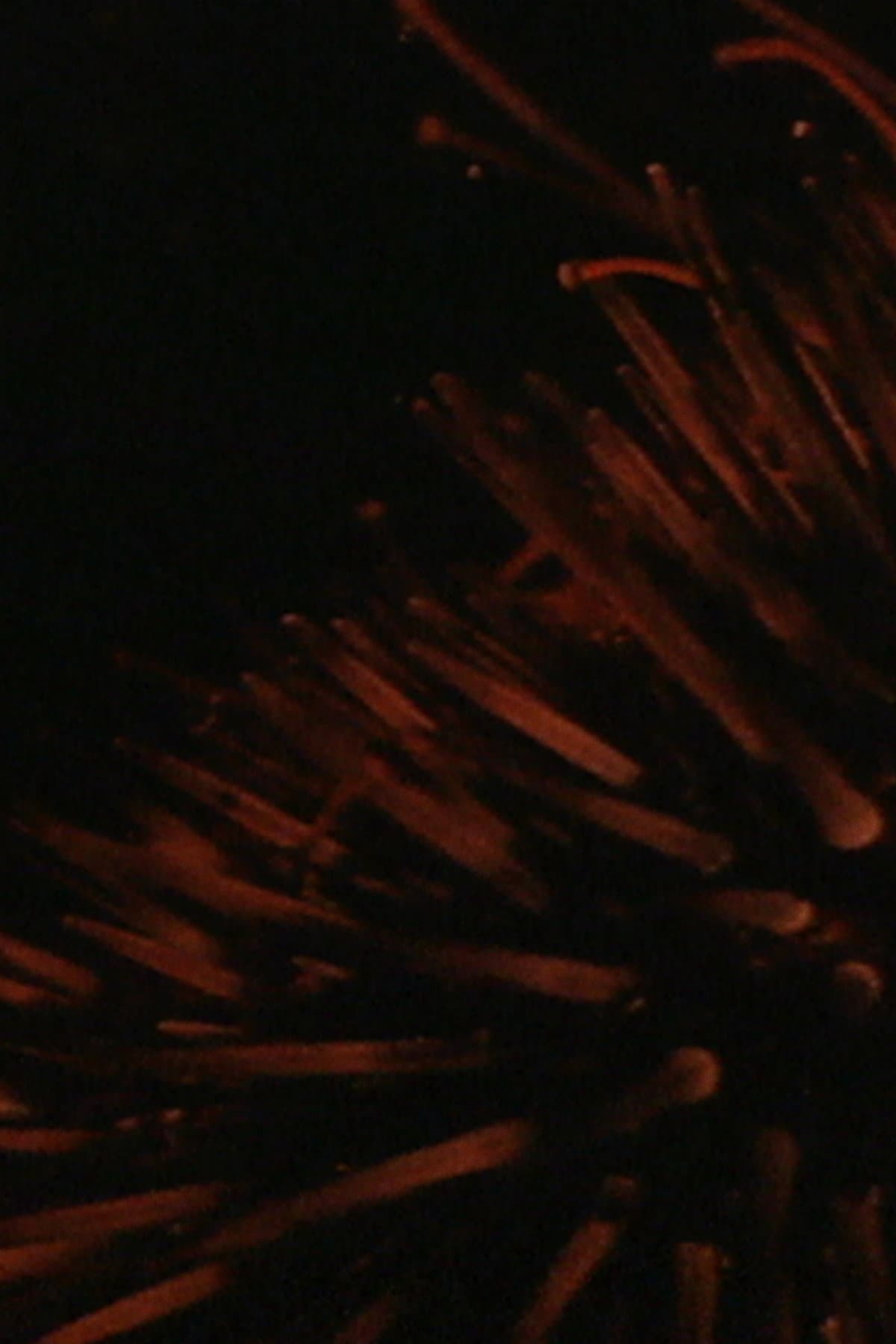 Sea Urchins backdrop