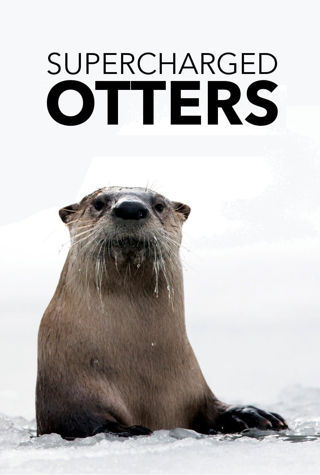 Supercharged Otters backdrop