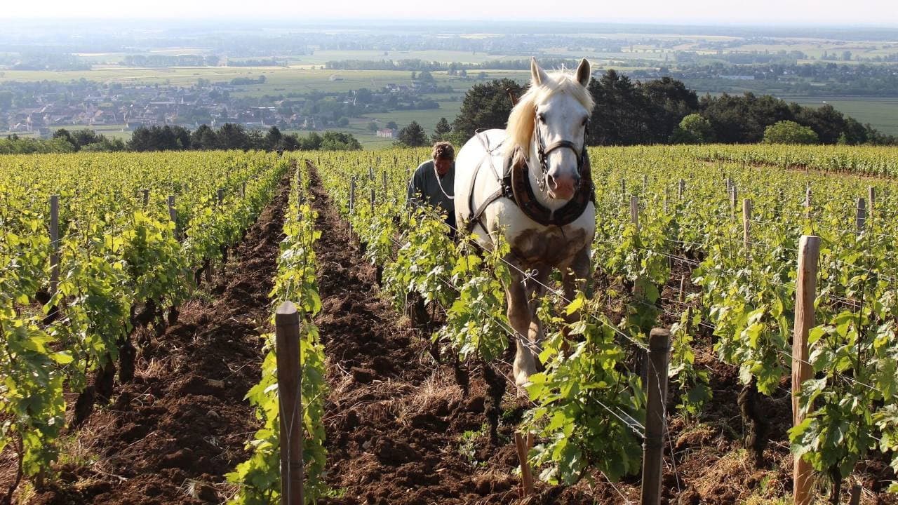 Grand Cru backdrop