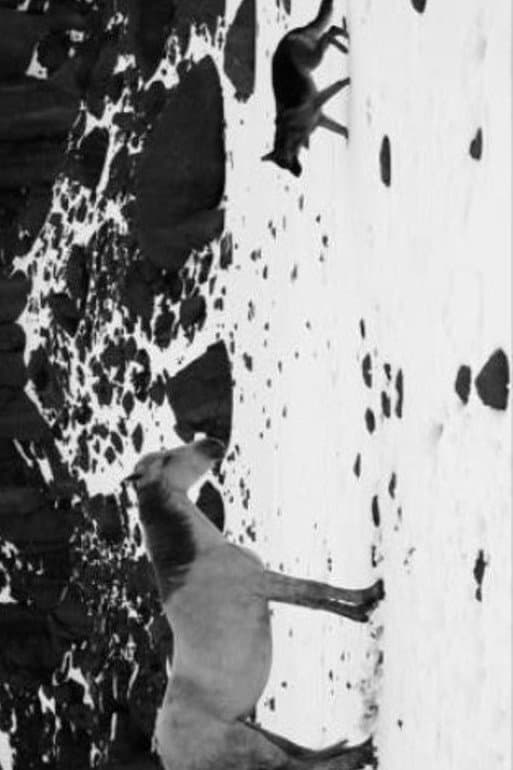 Little Block of Cement with Dishevelled Hair Containing the Sea backdrop