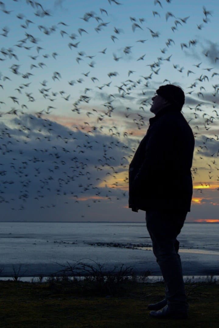 The Birds backdrop