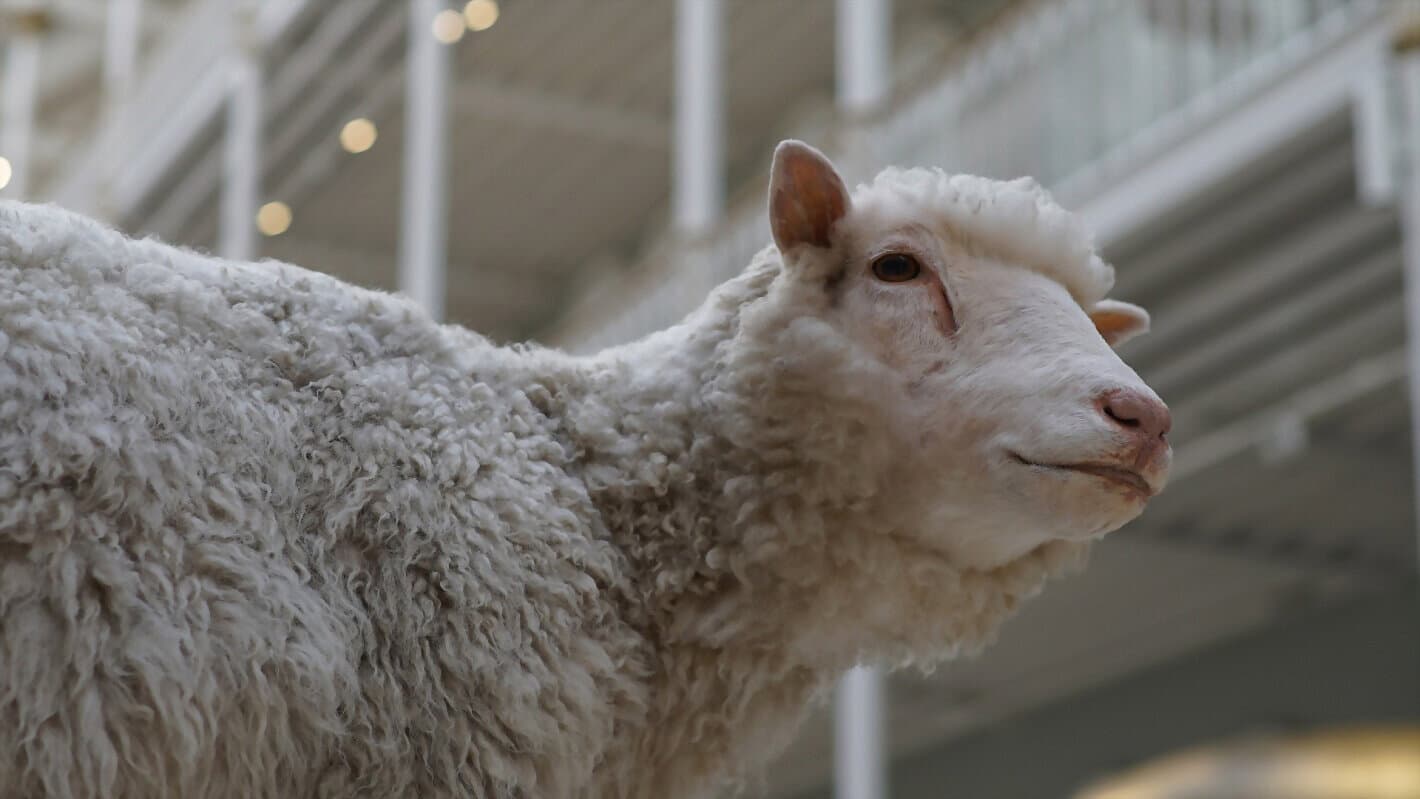 Dolly: The Sheep That Changed the World backdrop