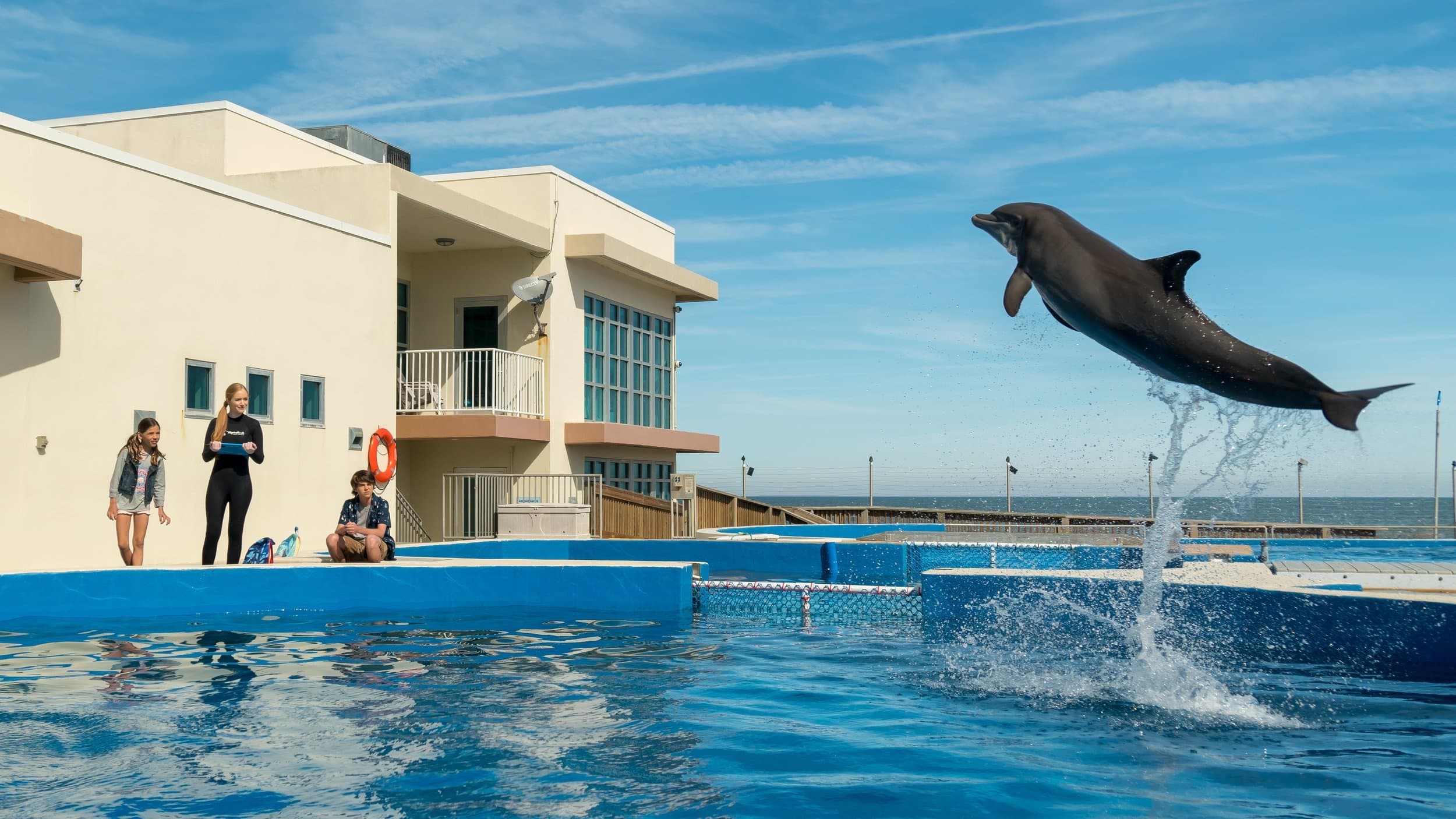 Bernie the Dolphin backdrop