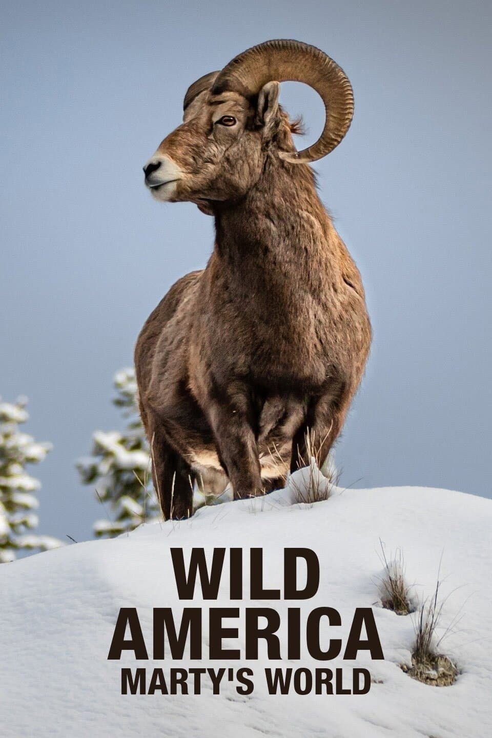 Wild America: Marty's World backdrop