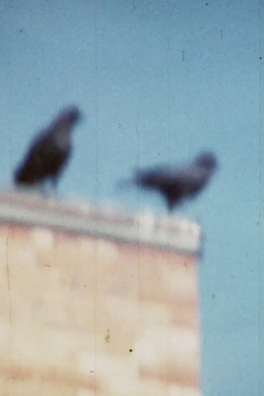 Caw Notes backdrop