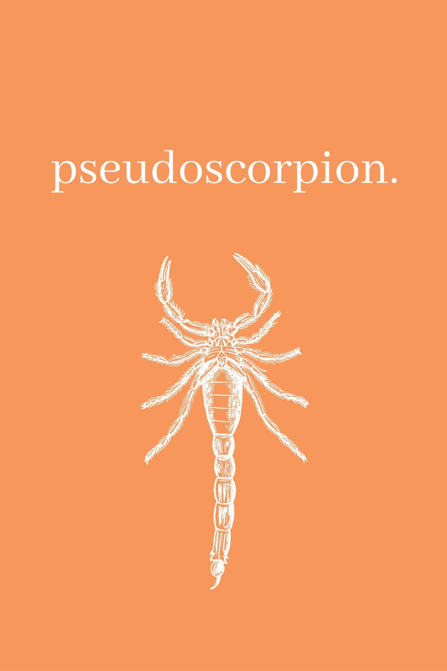 Pseudoscorpion backdrop