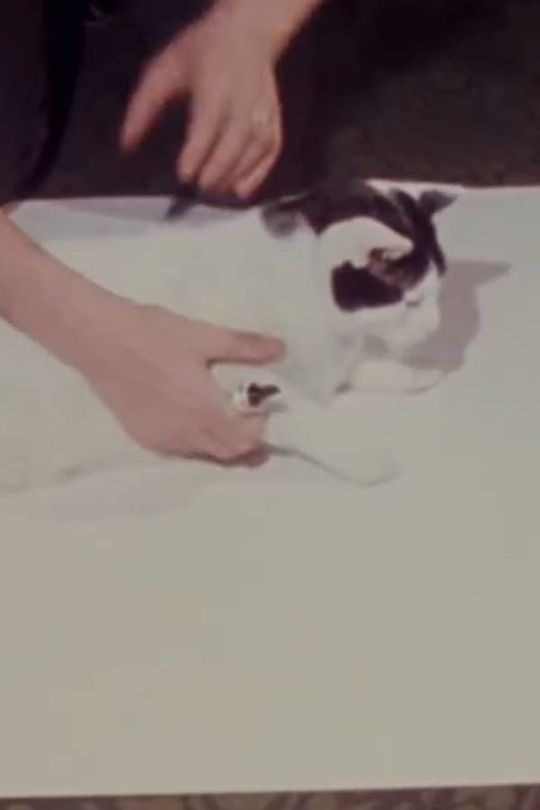 How to Draw a Cat backdrop