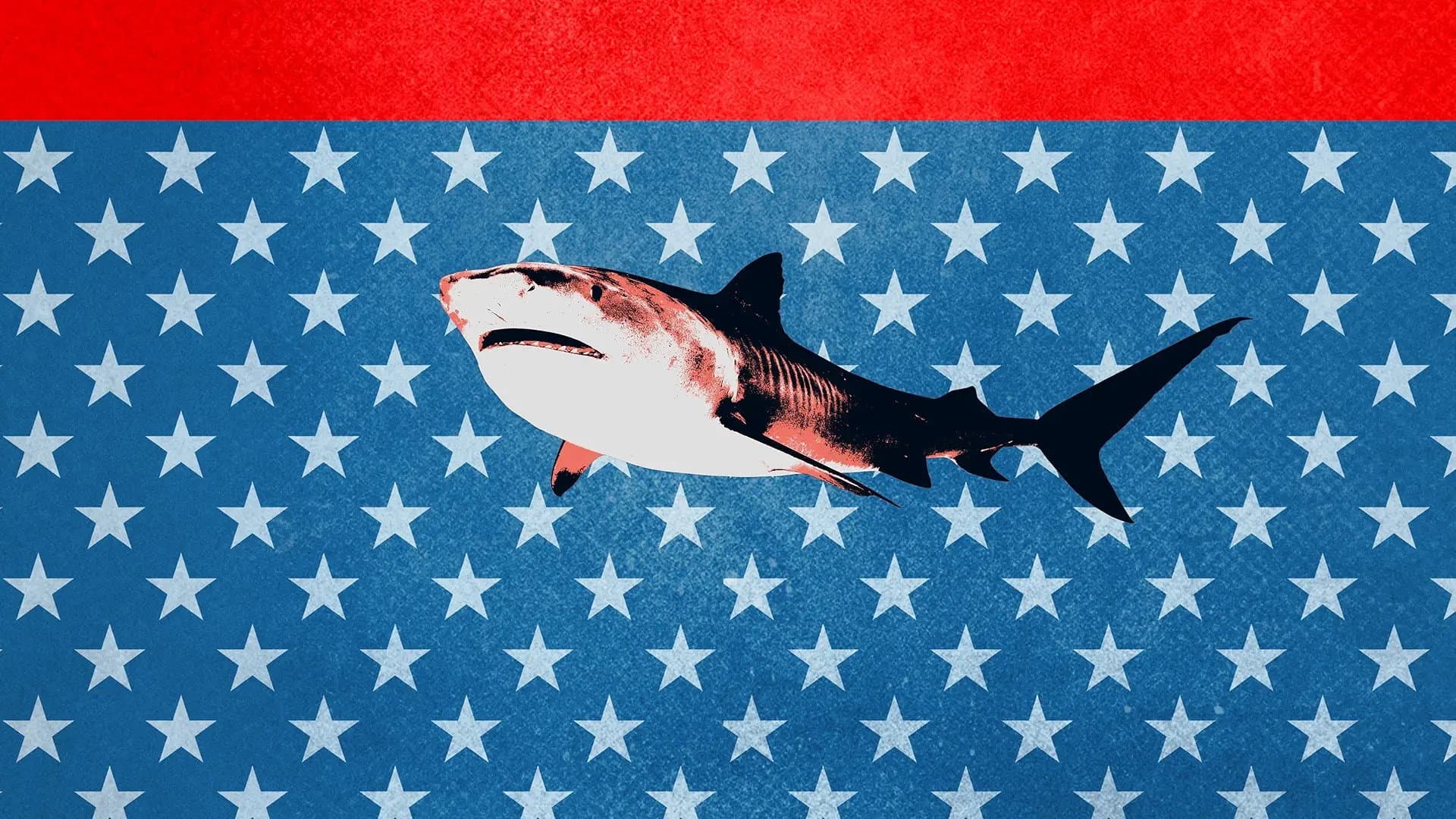 Tiger Shark King backdrop