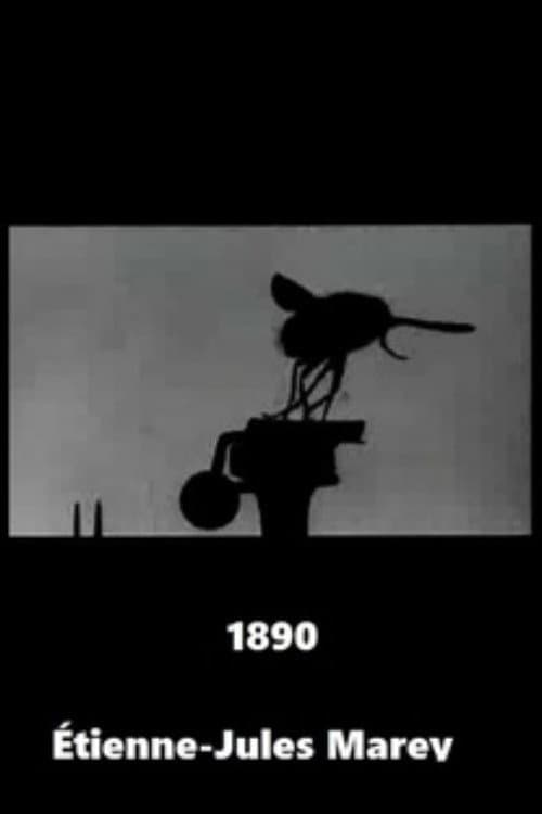 Flight of the Large Blue Fly backdrop