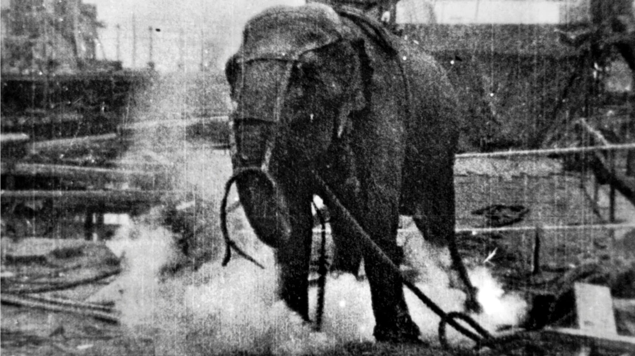 Electrocuting an Elephant backdrop