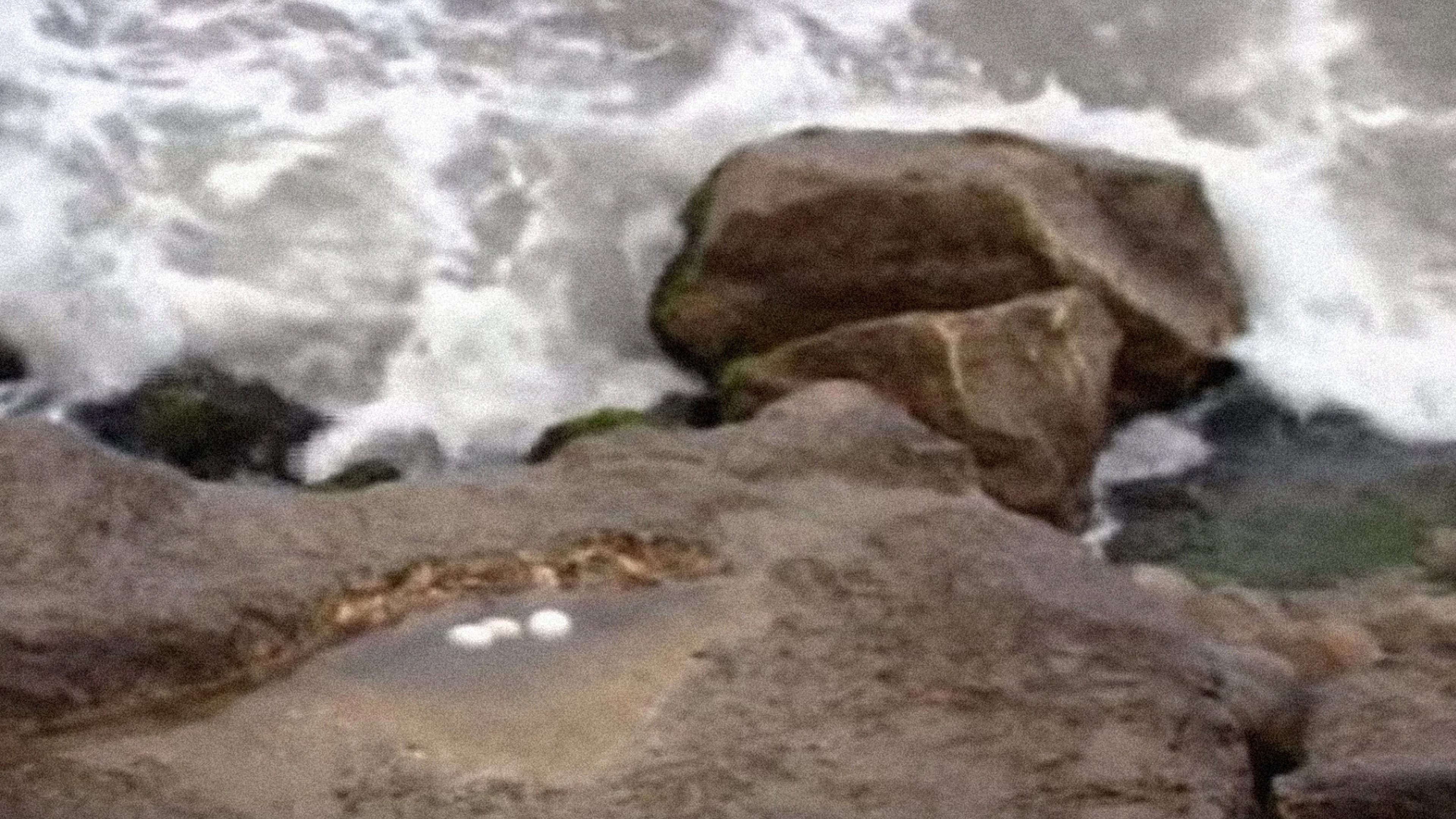 Seagull Eggs backdrop
