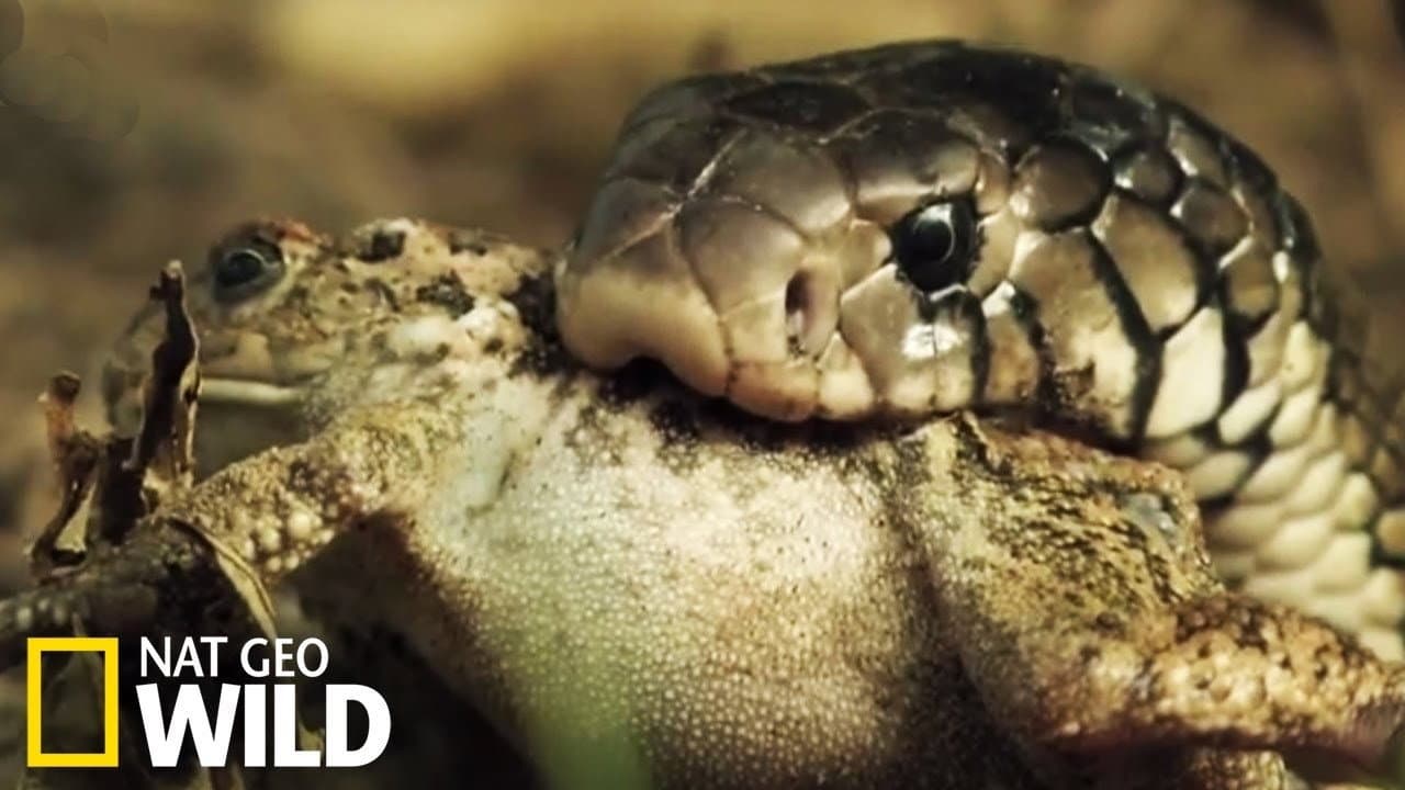 Serpent à sonnette : la terreur du désert backdrop