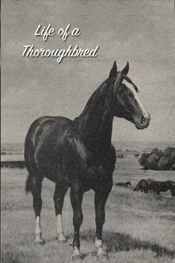 Life of a Thoroughbred backdrop