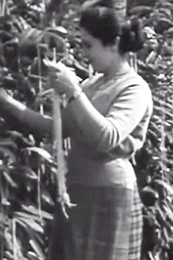 The Swiss Spaghetti Harvest backdrop