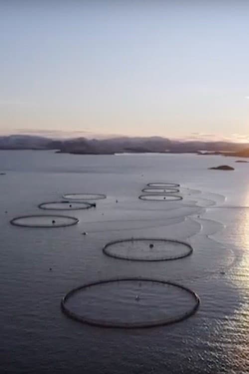 The Fate of Norwegian Salmon backdrop