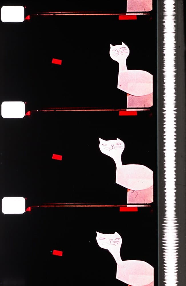 Cats backdrop