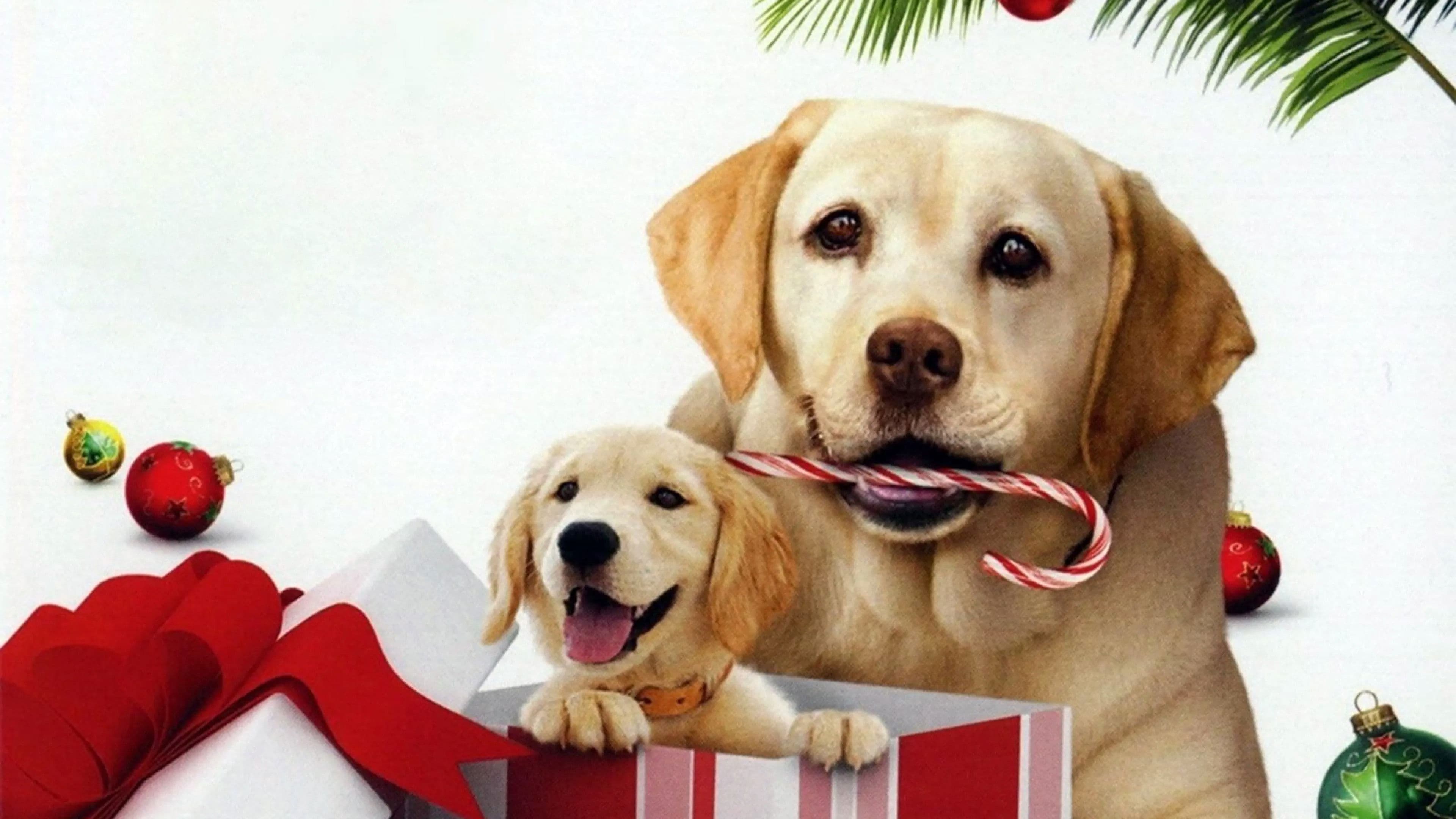 The Dog Who Saved the Holidays backdrop