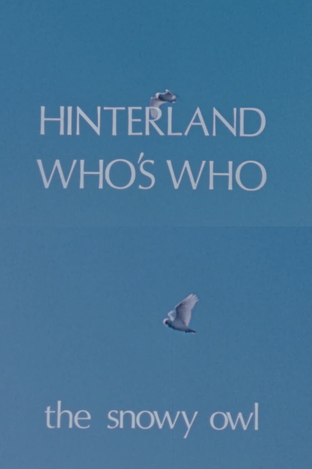 Hinterland Who's Who: The Snowy Owl backdrop