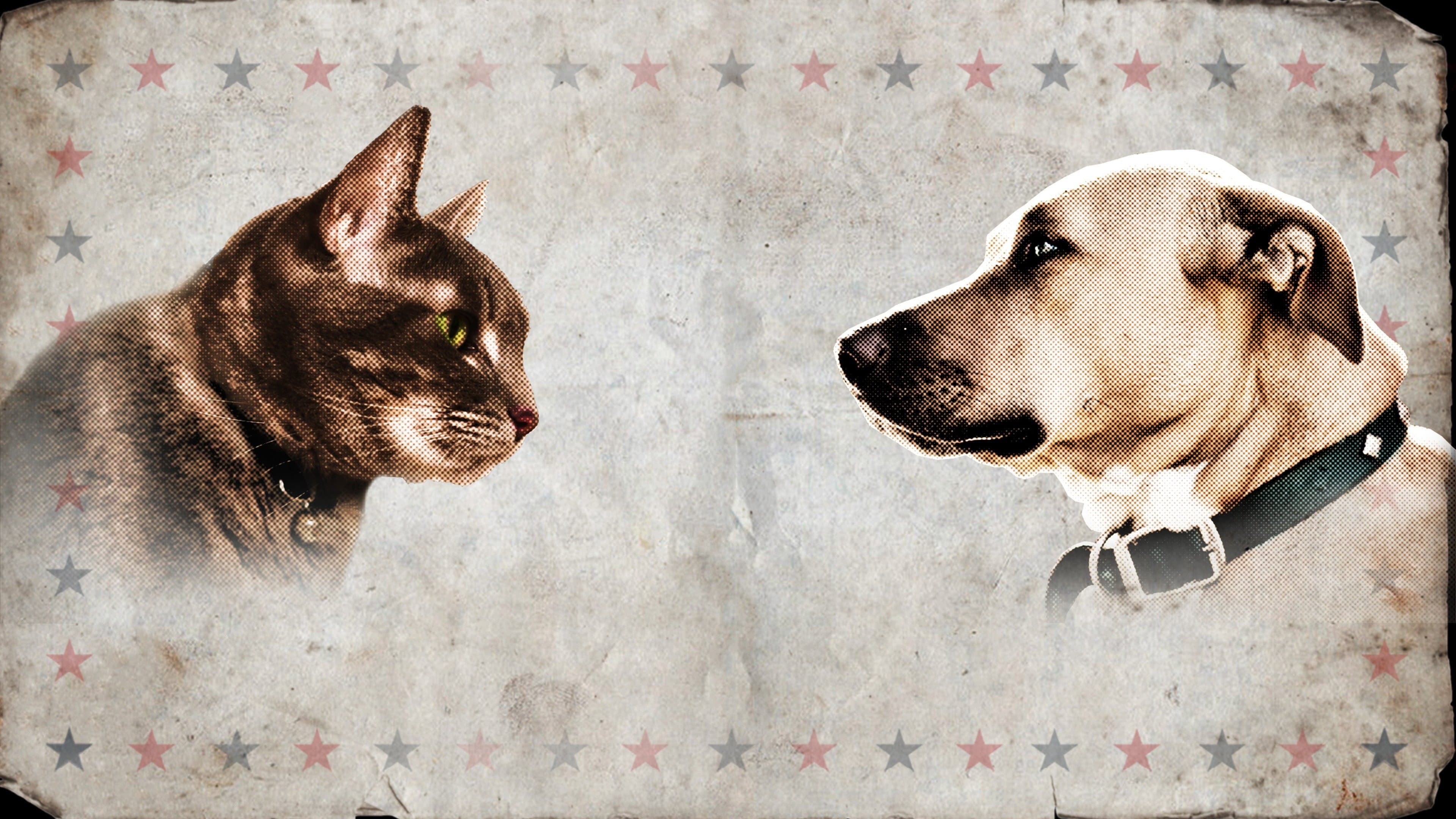 Cat vs. Dog backdrop