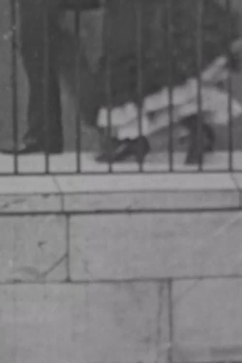 Photograph Taken From An Area Window backdrop