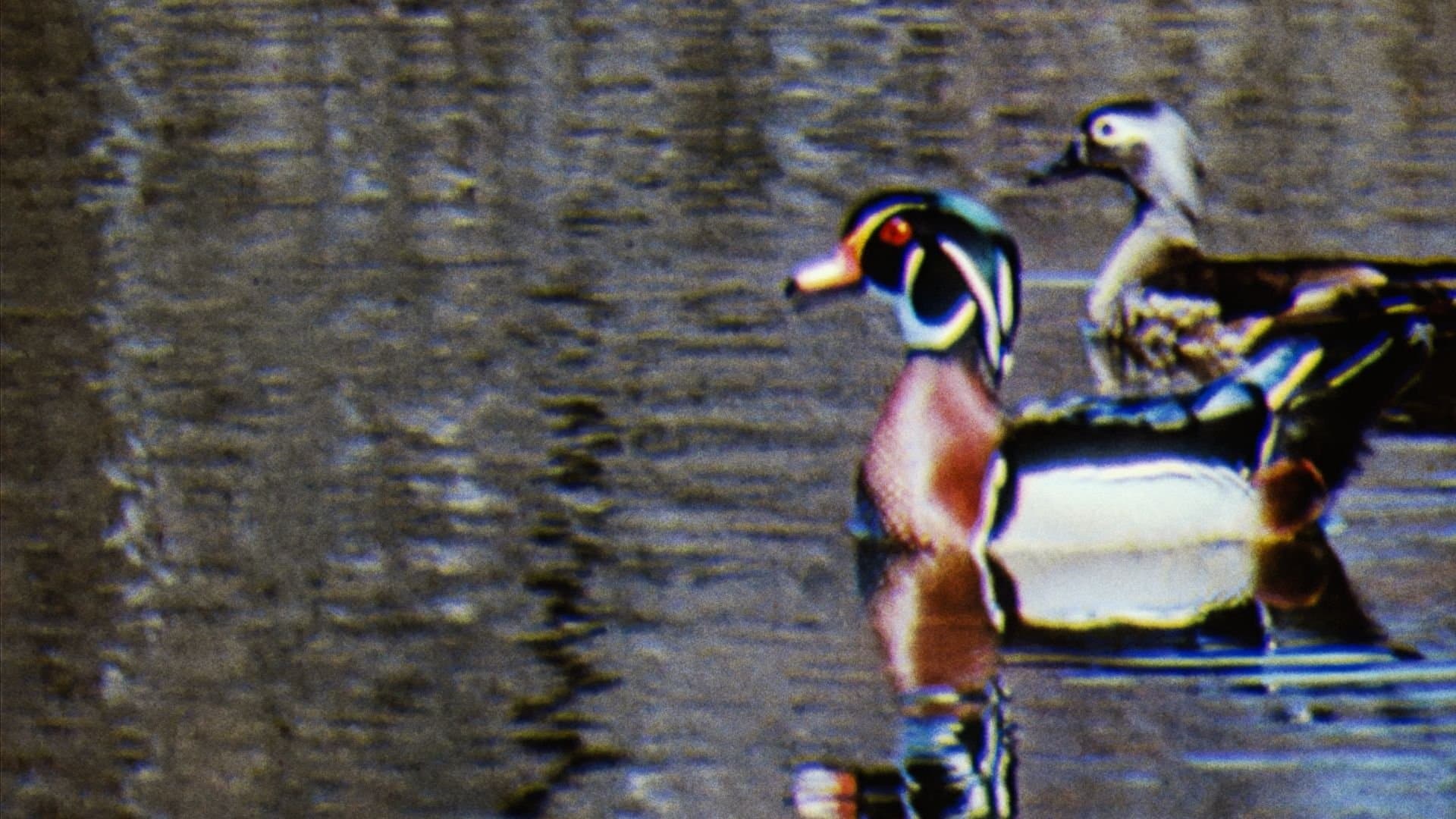 Water Birds backdrop