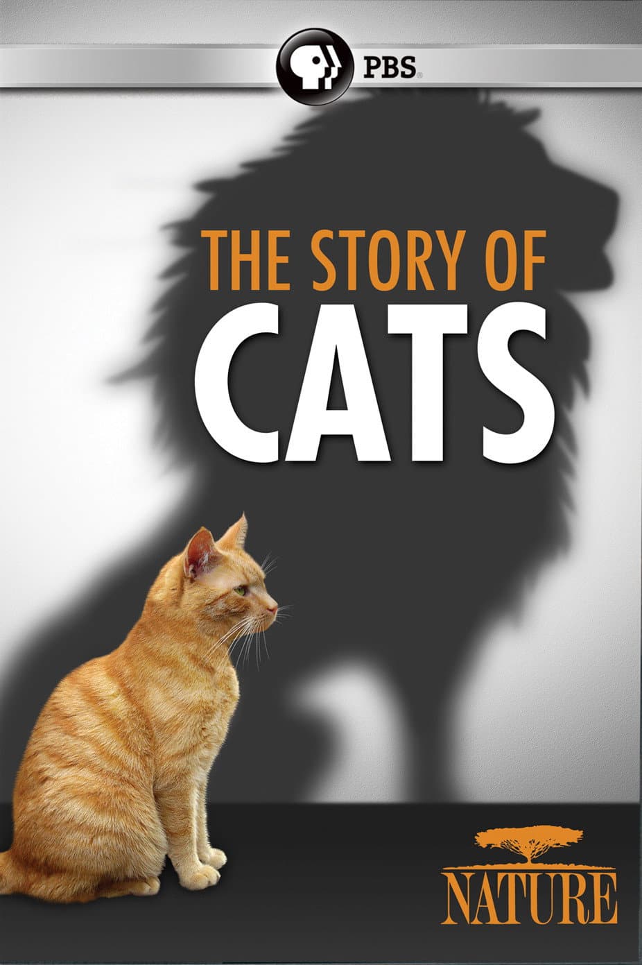 The Story of Cats backdrop