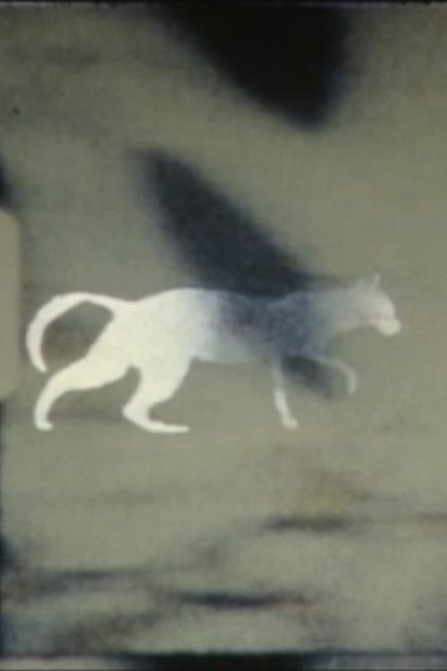 cat-e-gory backdrop