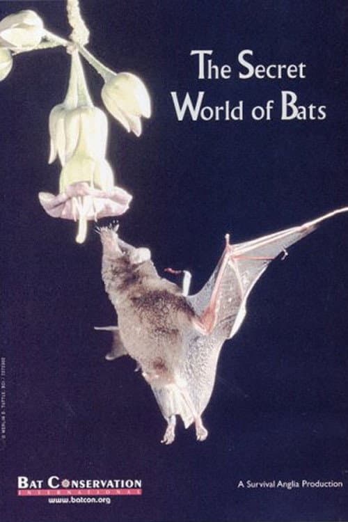The Secret World Of Bats backdrop
