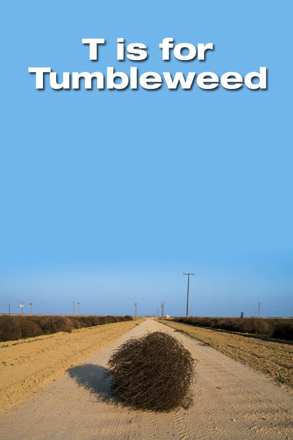 T Is for Tumbleweed backdrop