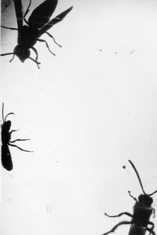 Insectes backdrop
