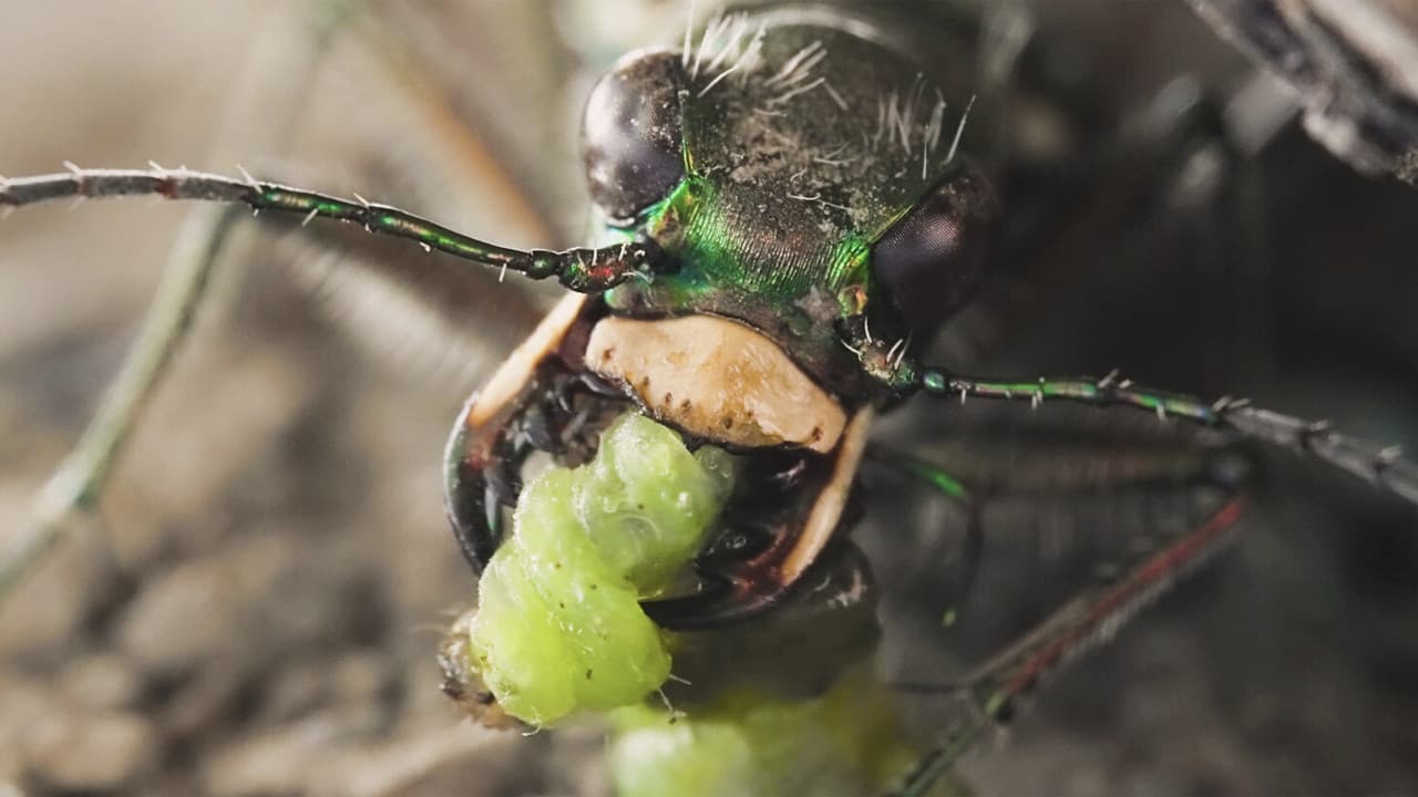 Sandcastle - The Secret Life Of Potter Wasps backdrop