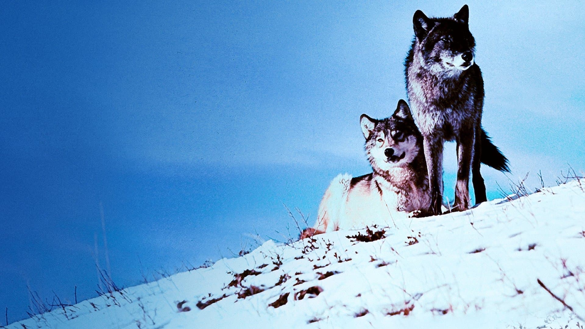 White Wilderness backdrop