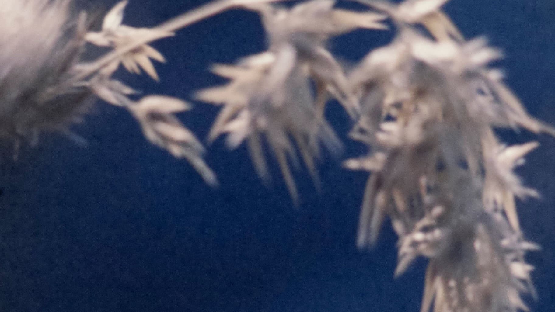 Wingseed backdrop