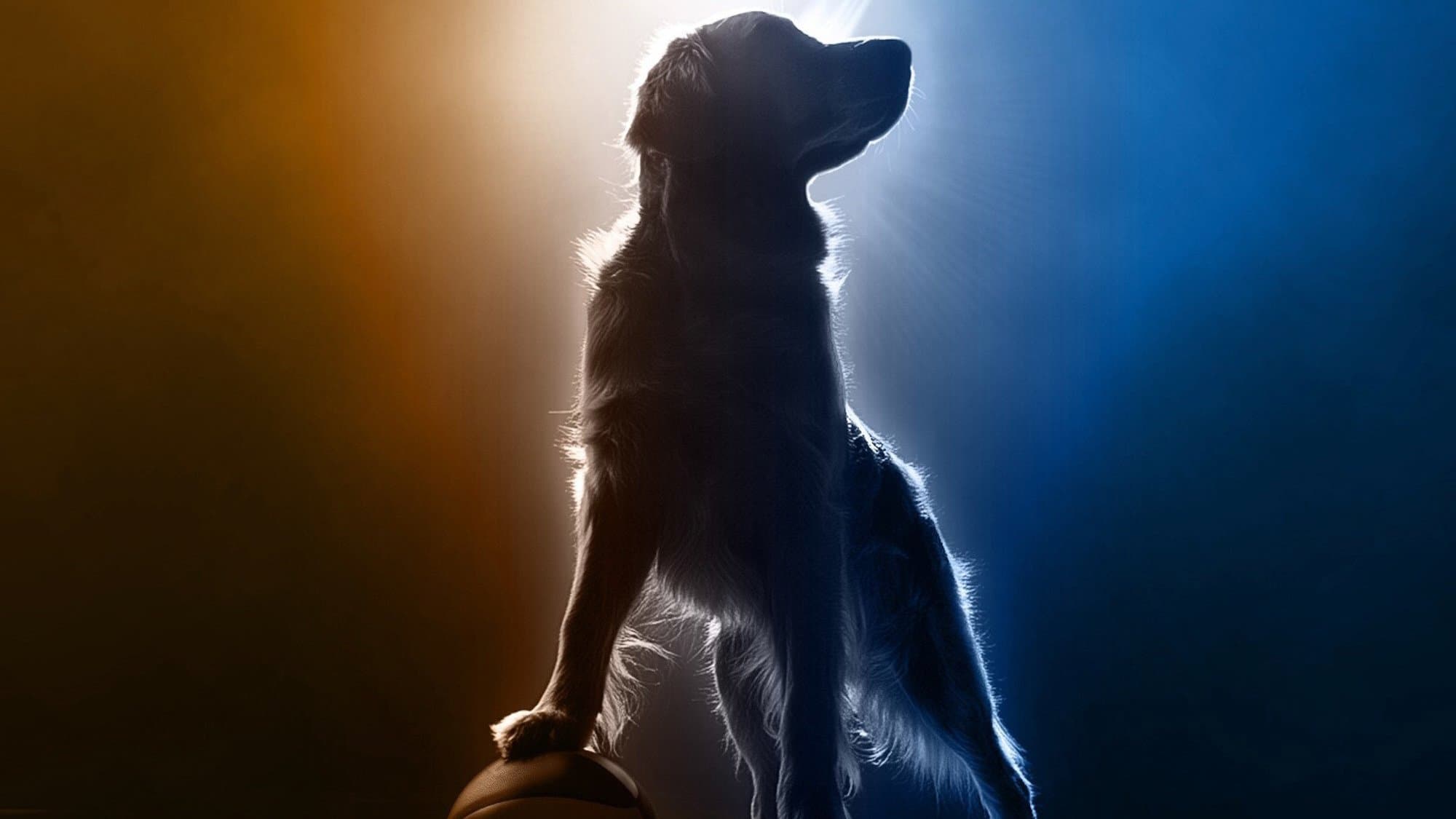 Air Bud Returns backdrop