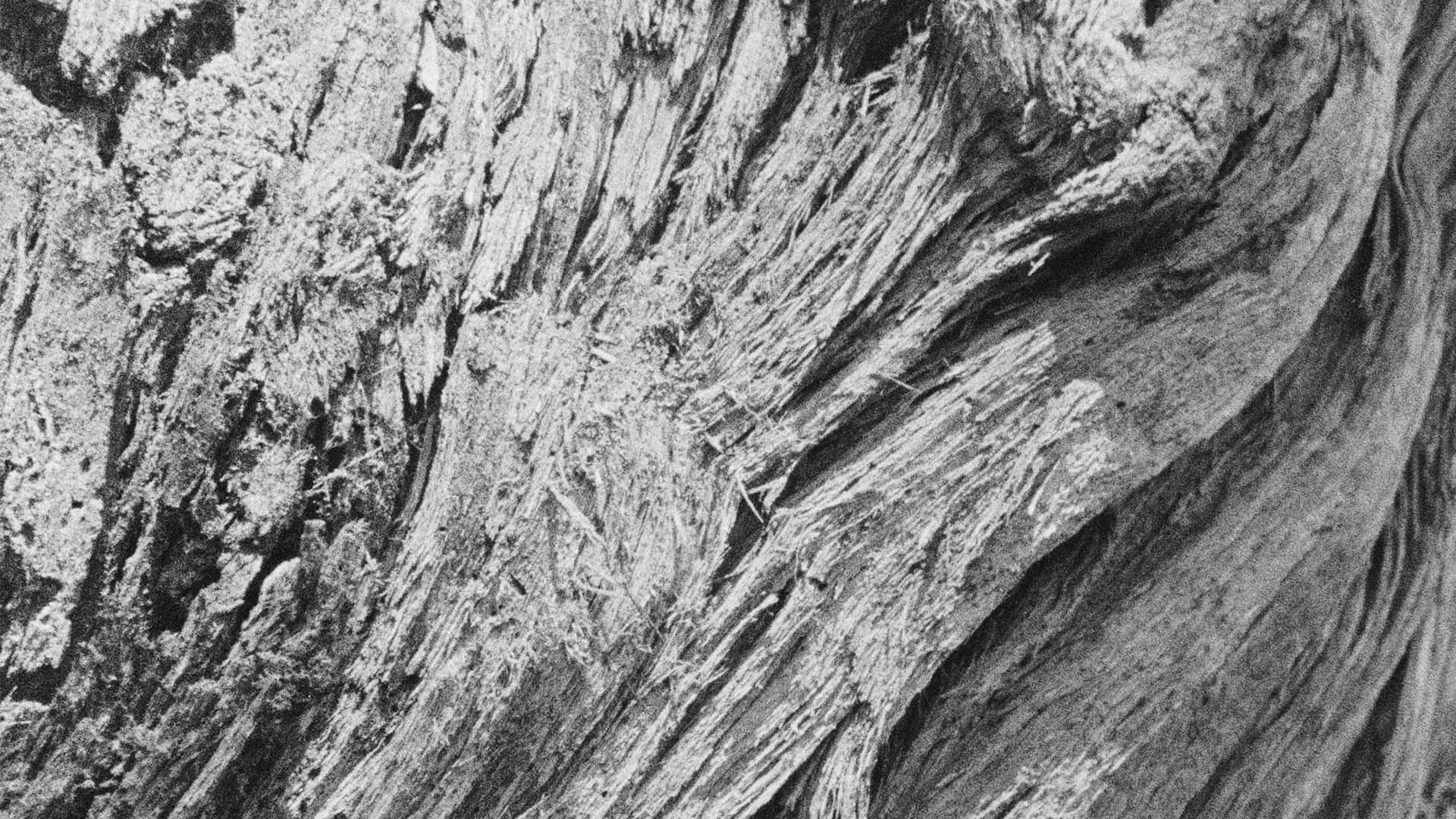 How To Build A Forest backdrop