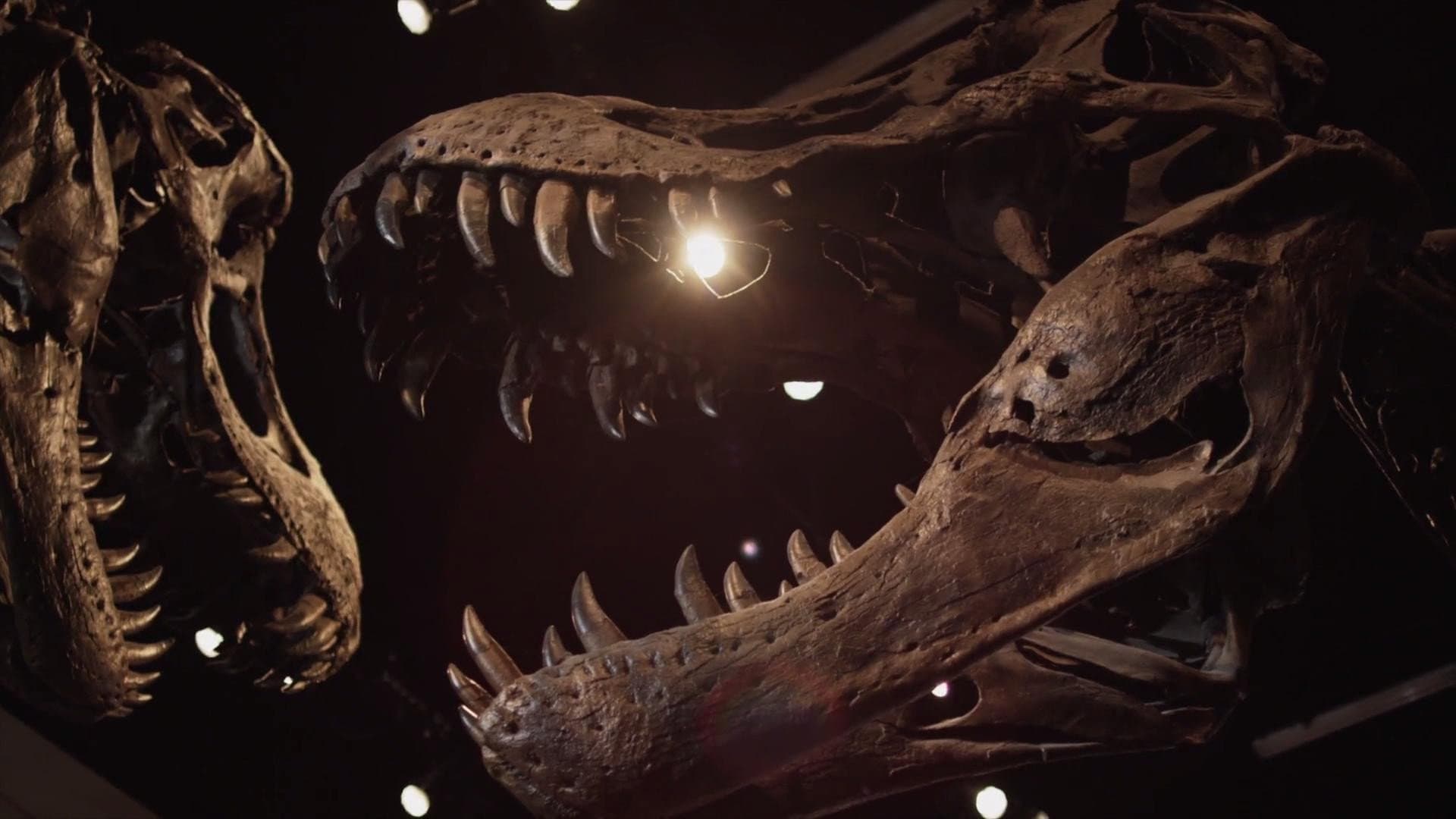 The Rise & Fall Of T-Rex backdrop