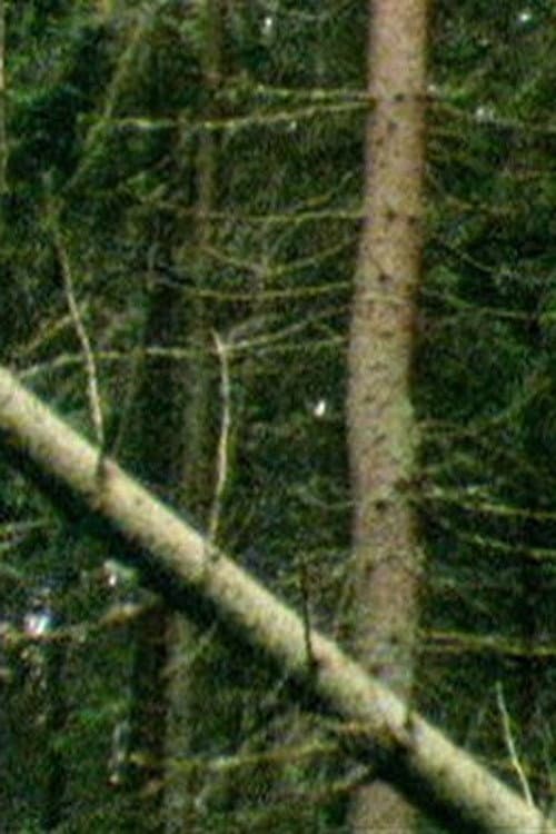 A Forest backdrop