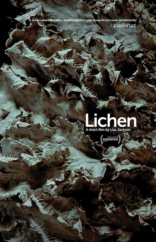 Lichen backdrop