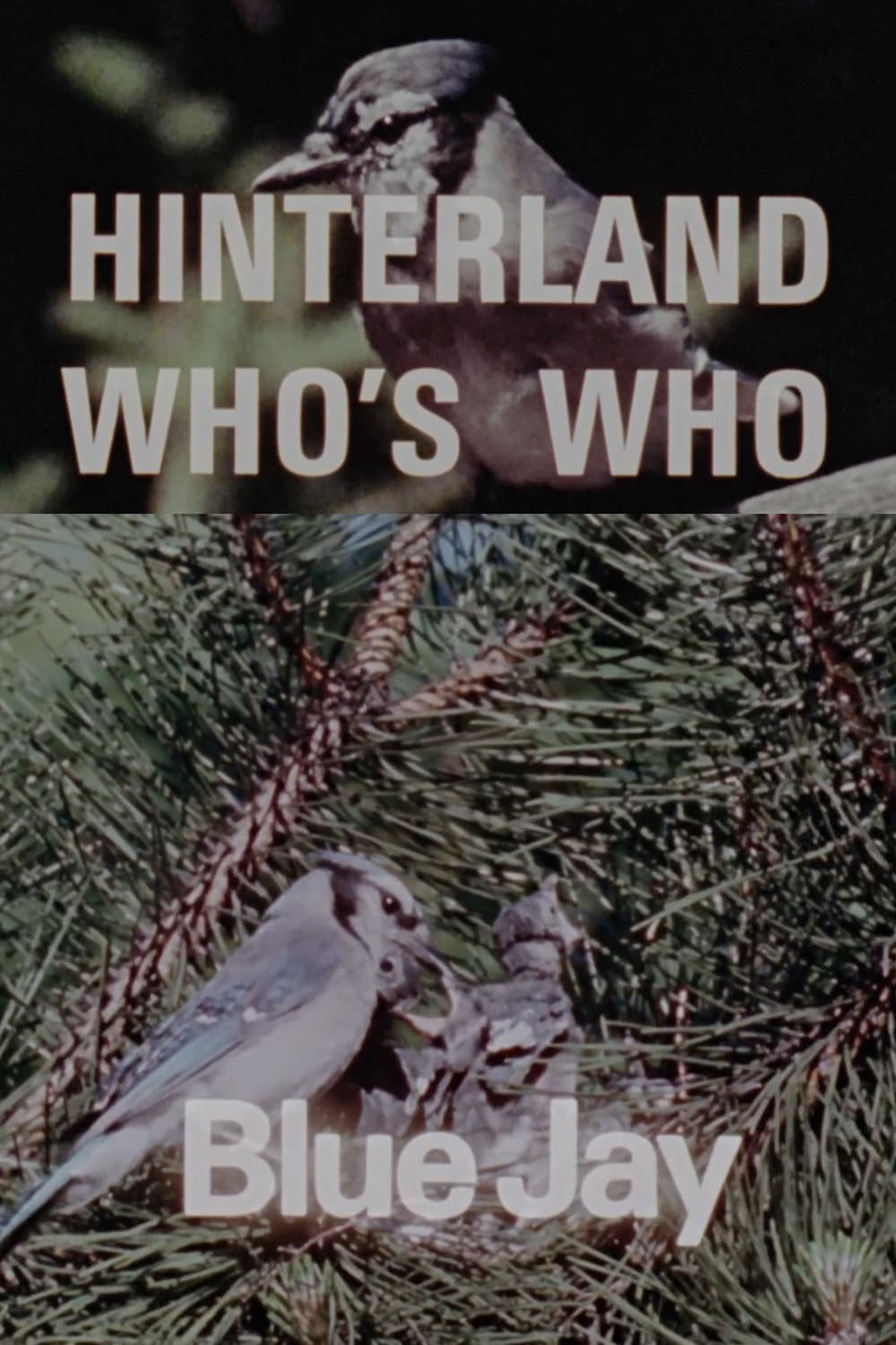 Hinterland Who's Who: Blue Jay backdrop
