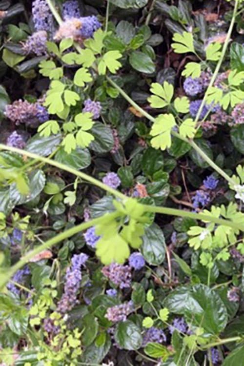 The Valley backdrop